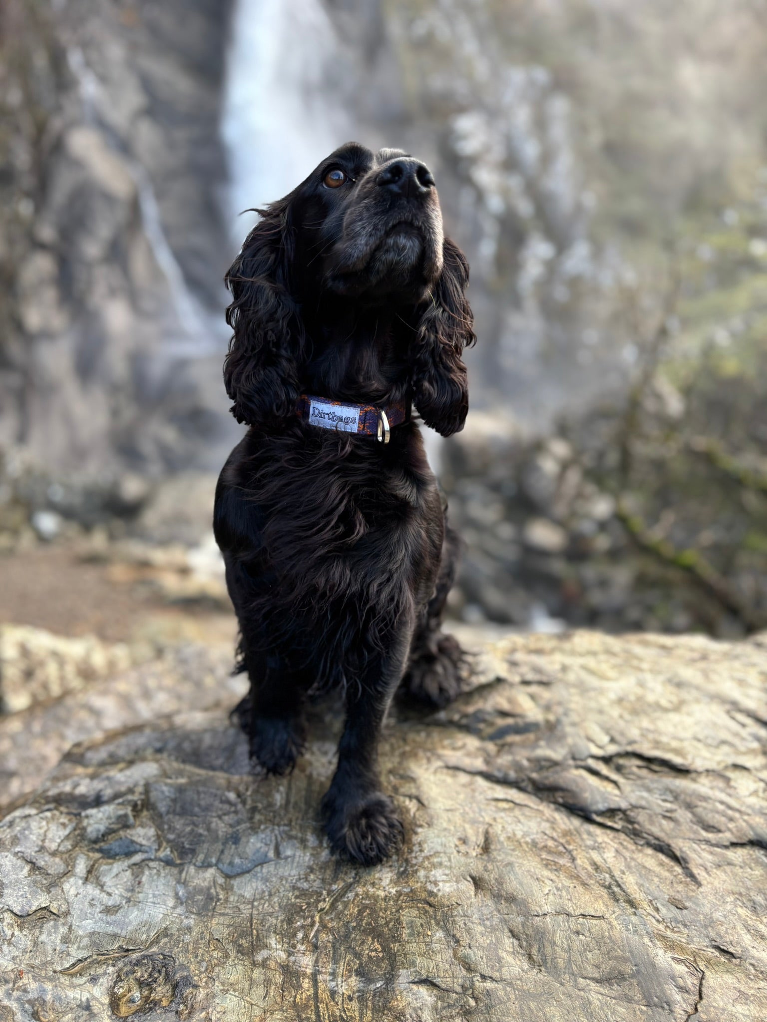 Alma the spaniel modelling an eco-friendly dirtbags collar made out of upcycled climbing rope