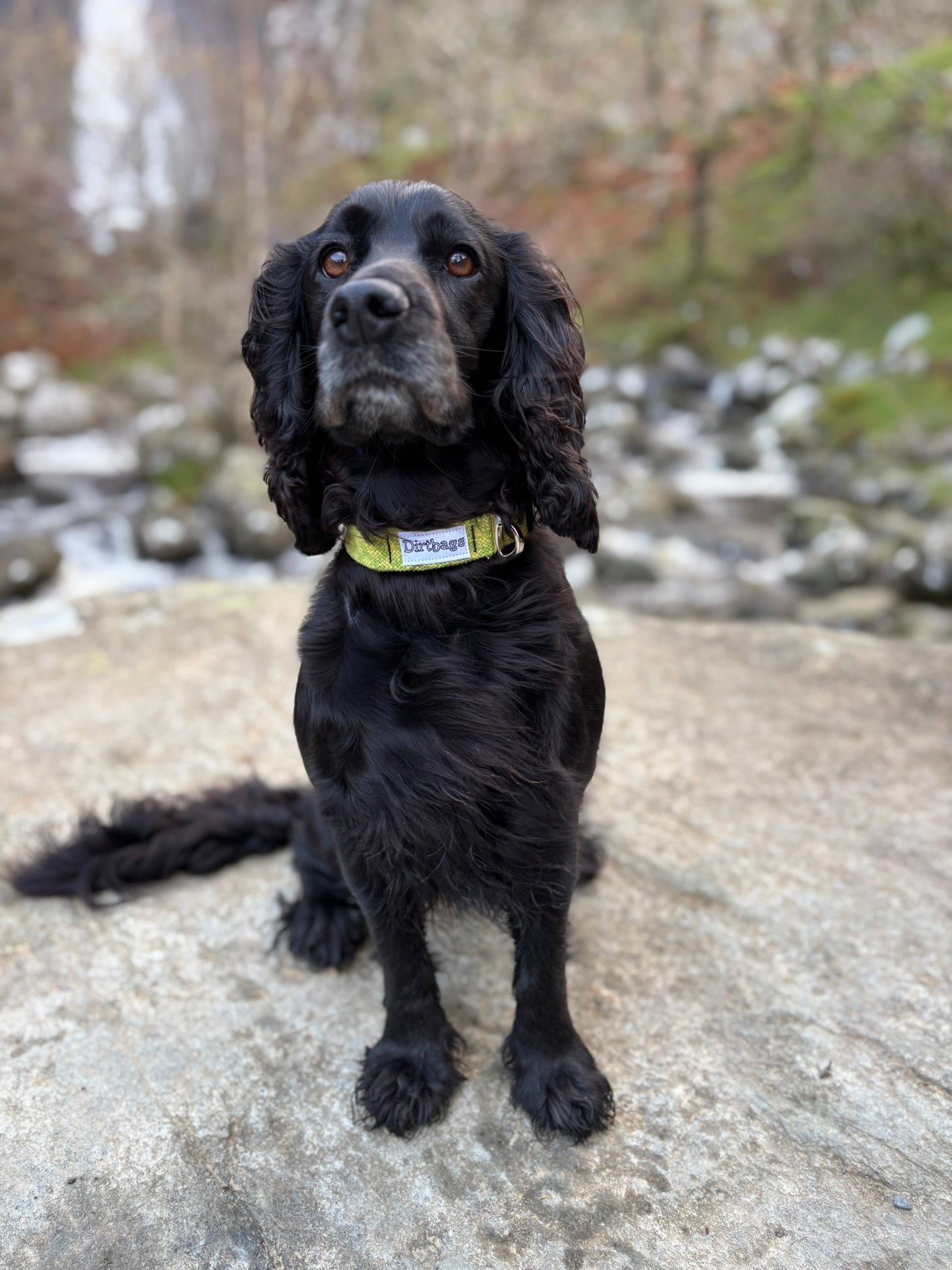 Alma the spaniel modelling an eco-friendly dirtbags collar made out of upcycled climbing rope