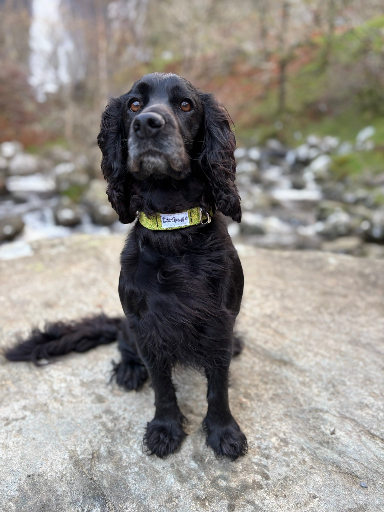 Alma the spaniel modelling an eco-friendly dirtbags collar made out of upcycled climbing rope