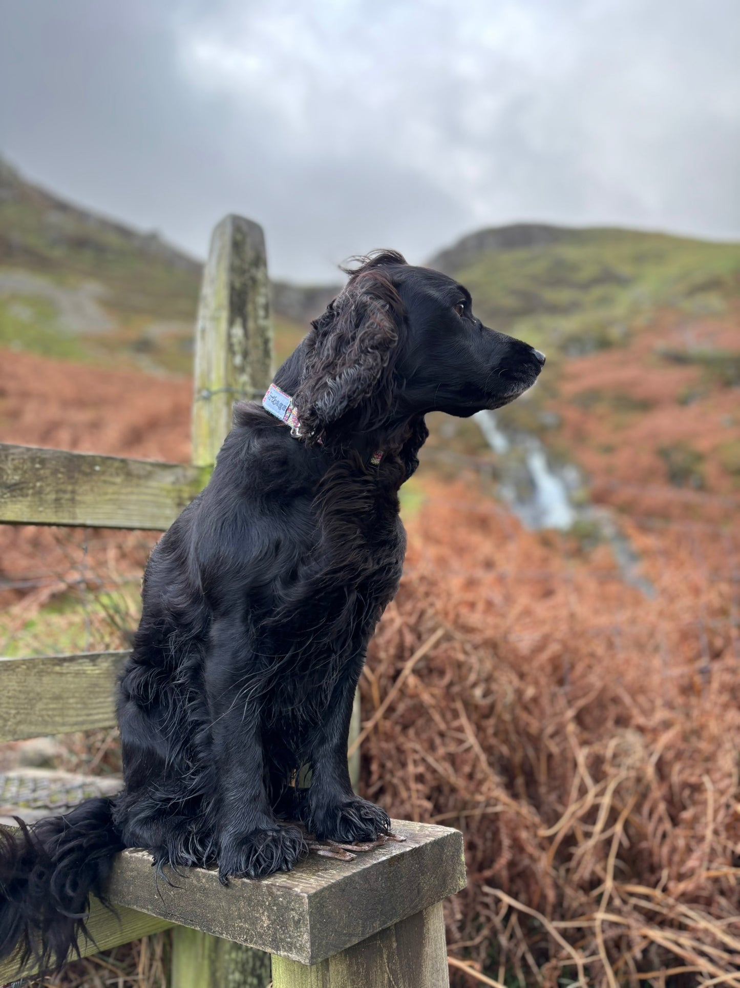Alma the spaniel modelling an eco-friendly dirtbags collar made out of upcycled climbing rope